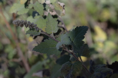 Ambrosia cordifolia, photograph (c) Isaac Ethington, some rights reserved (CC BY)