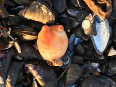 Halocynthia pyriformis