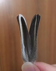 Passer domesticus