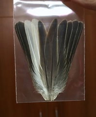 Passer domesticus