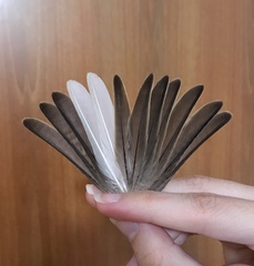Passer domesticus
