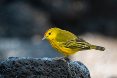 Yellow Warbler photo 3