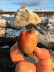 Halocynthia pyriformis