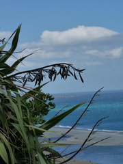 Phormium cookianum hookeri