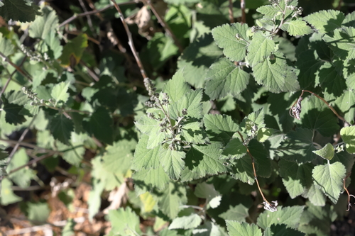 Ambrosia cordifolia, photograph 4