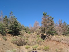 Adenocarpus decorticans