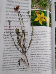 Hypericum humifusum