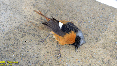 Phoenicurus auroreus