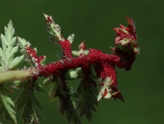 Synchytrium papillatum