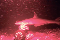 Indonesian Houndshark photo 1