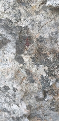 Acromyrmex