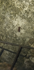 Acromyrmex