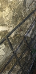 Acromyrmex