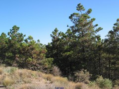 Adenocarpus decorticans