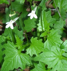 Lobelia pteropoda