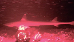 Indonesian Houndshark photo 3