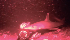 Indonesian Houndshark photo 2