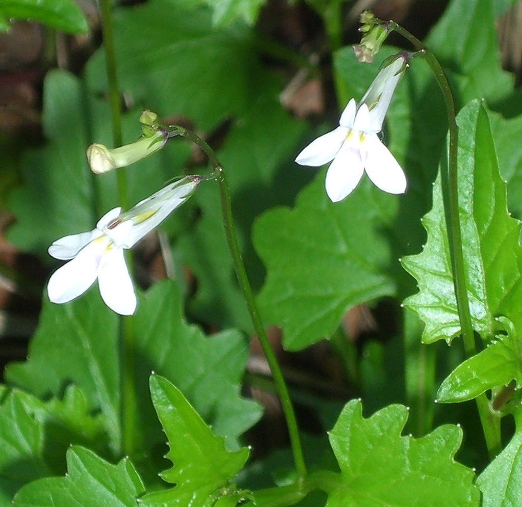 Wing White Lobelia