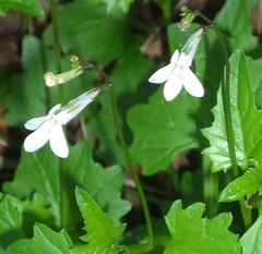 Lobelia pteropoda