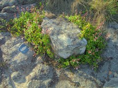 Aeollanthus parvifolius