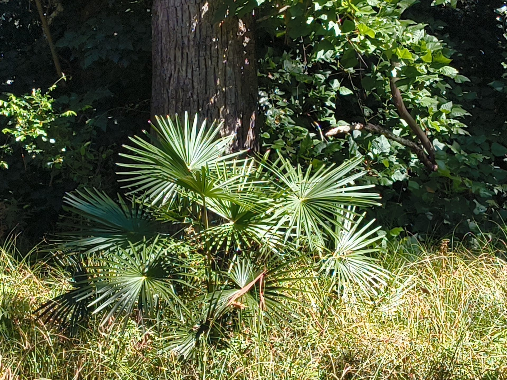 Australian Fan Palm (Livistona australis)