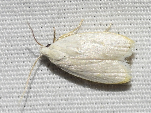 Durrantia piperatella photo 5