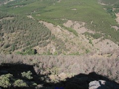 Adenocarpus decorticans