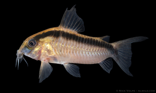 Arched corydoras (Corydoras arcuatus) — Callichthyidae