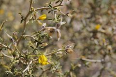 Genista segonnei image