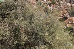 Genista segonnei image