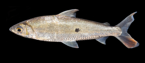 Smallscale hemiodus (Hemiodus microlepis) — Hemiodontidae — 2