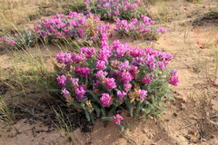 Oxytropis lanata