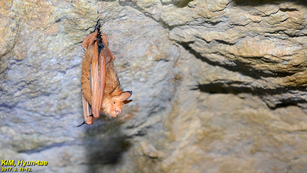 Black-Winged Myotis