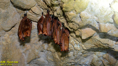 Myotis rufoniger