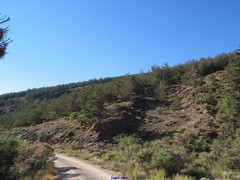Adenocarpus decorticans