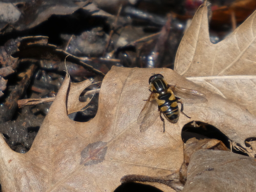 Unknown species found near Hilliard, OH, USA
