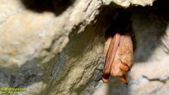 Myotis rufoniger