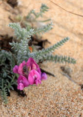 Oxytropis lanata