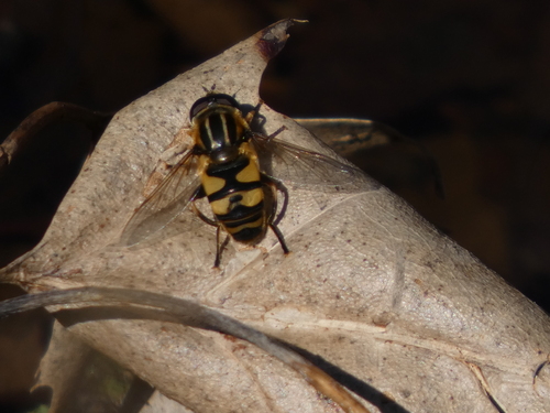 Unknown species found near Hilliard, OH, USA