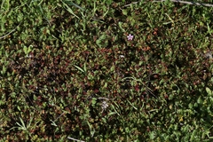 Synchytrium papillatum