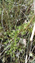 Galium porrigens