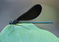 Calopteryx maculata