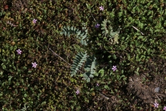 Astragalus pomonensis