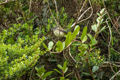 Agile Tit-Tyrant (Uromyias agilis), photo 4