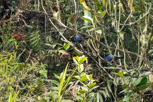 Golden-crowned Tanager (Iridosornis rufivertex), photo 3