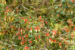 (c) Tom Field, some rights reserved (CC BY) Brachyotum ledifolium, photograph (c) Tom Field, some rights reserved (CC BY)