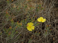 Cistus calycinus