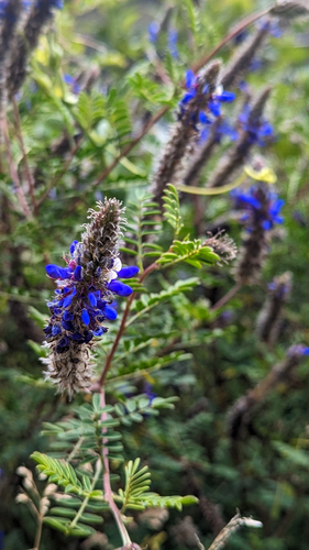 Andean Blue Clover (Dalea coerulea)