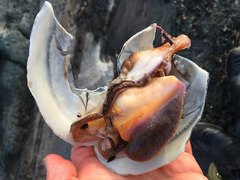 Mactromeris polynyma