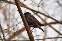 Sturnus vulgaris